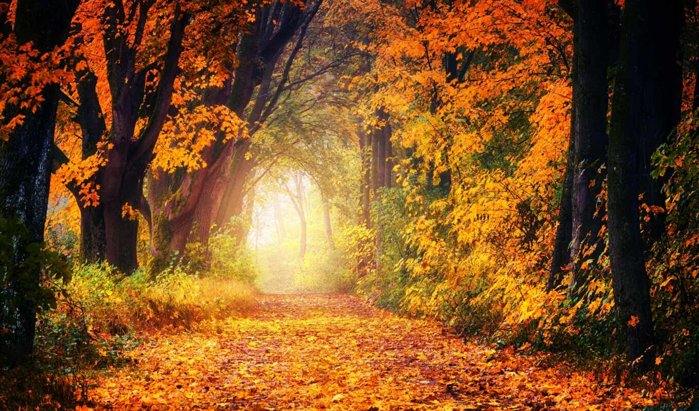 лес, золотистый, осень, листва, который, день, park, choose, тесто