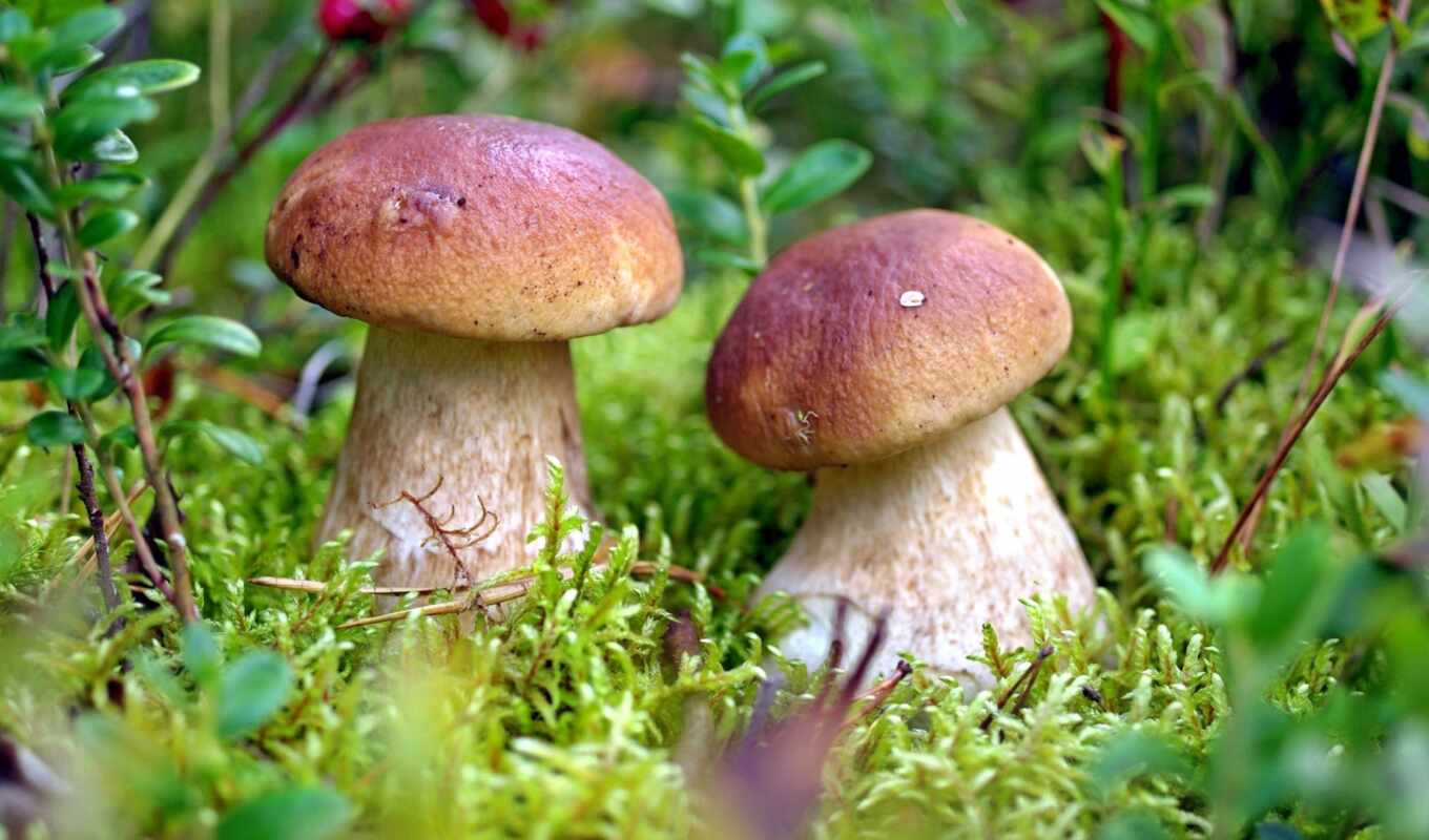 white, wild, ли, старый, many, mushroom, подберезовик, edulis