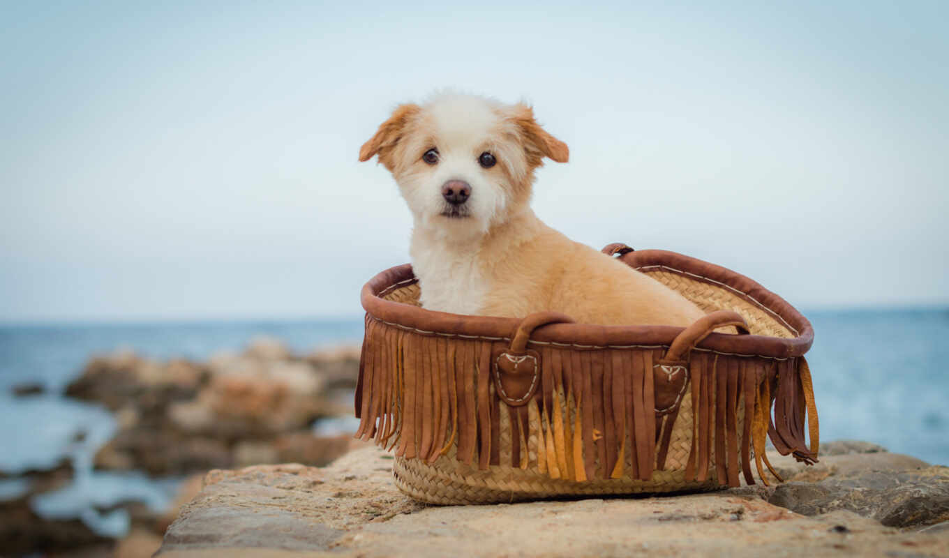 beach, dog