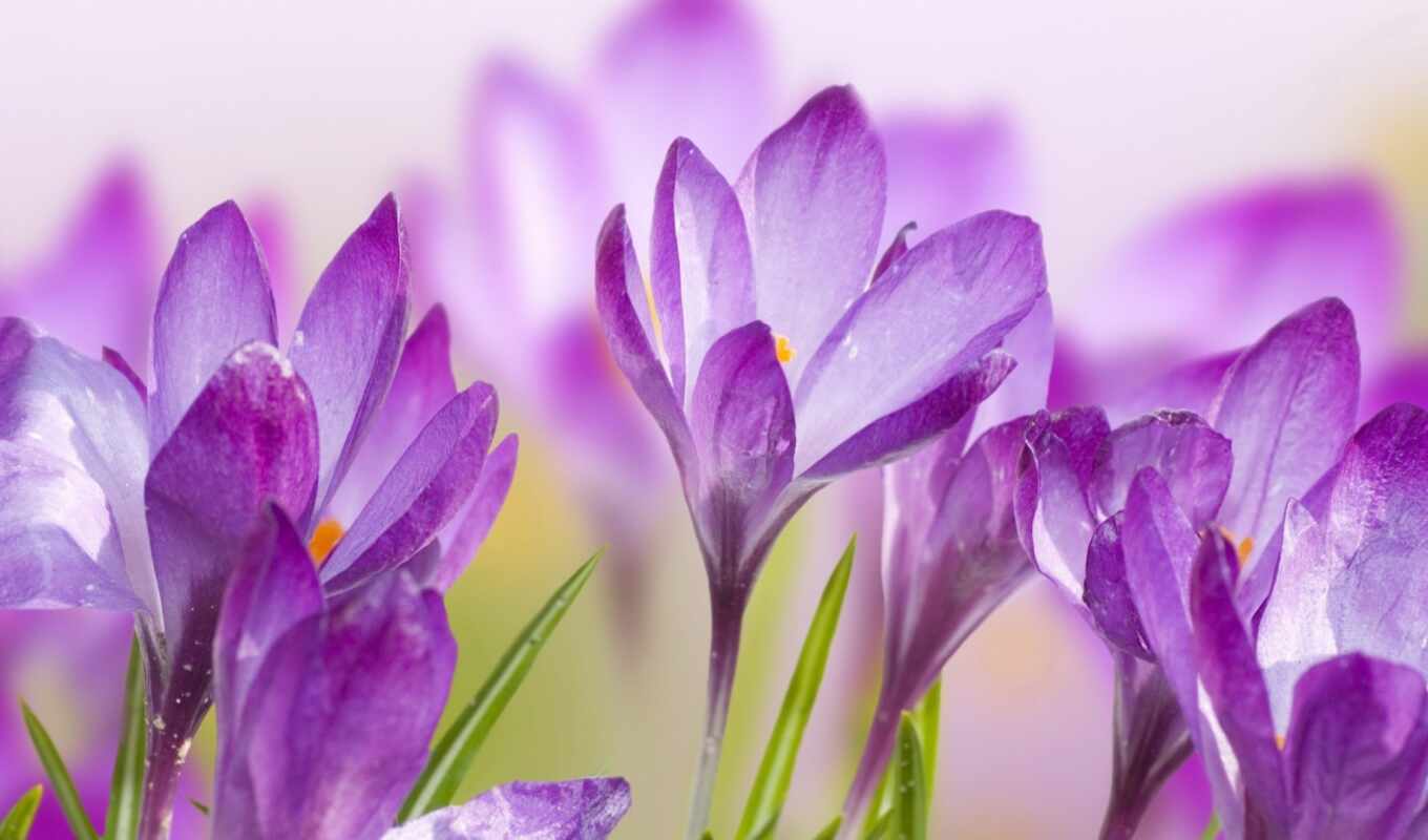 flowers, purple, spring, crocus