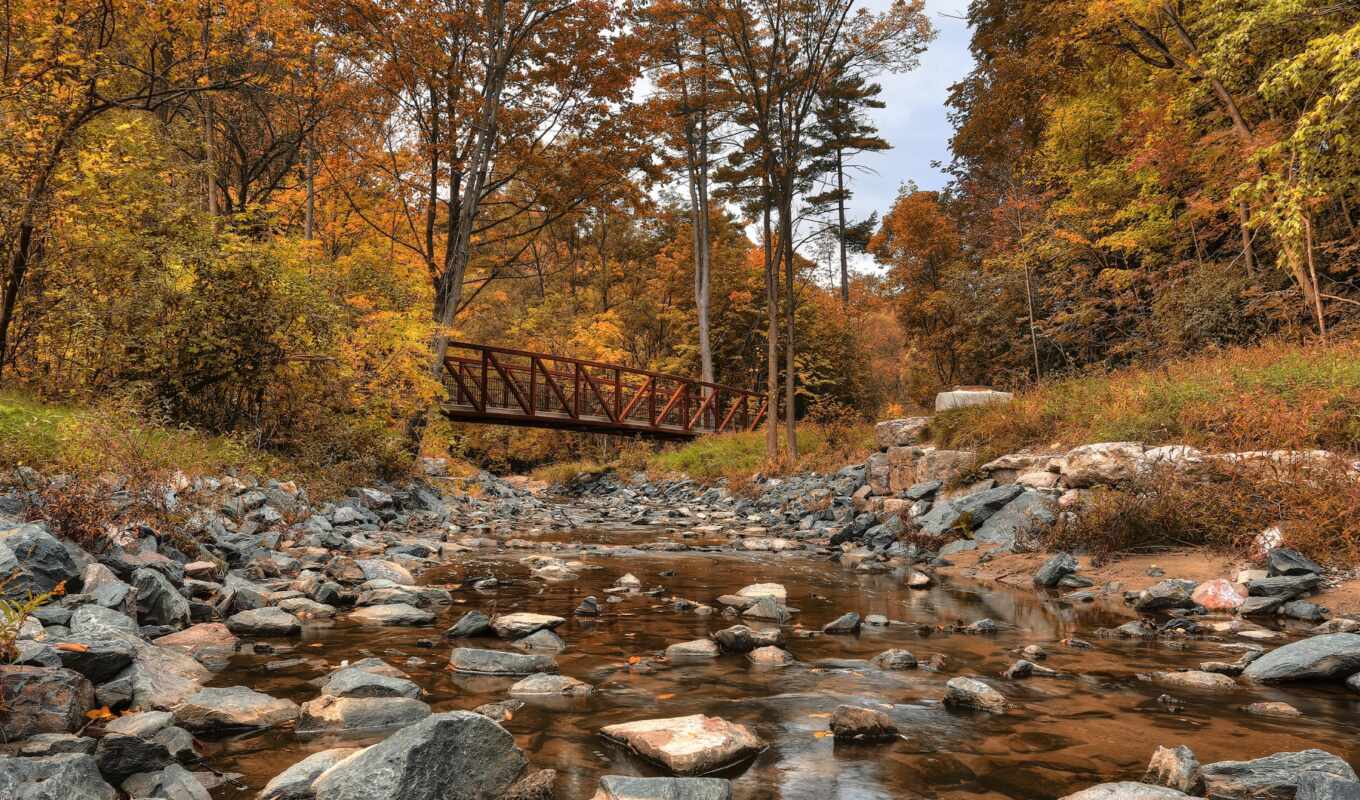 picture, forest, Canada, autumn, park, river, creek, wilket