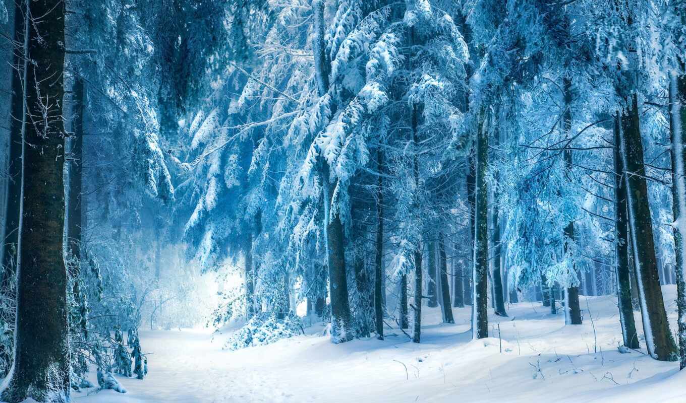 nature, winter, forest, forest, different, fabulous, in winter, favourite