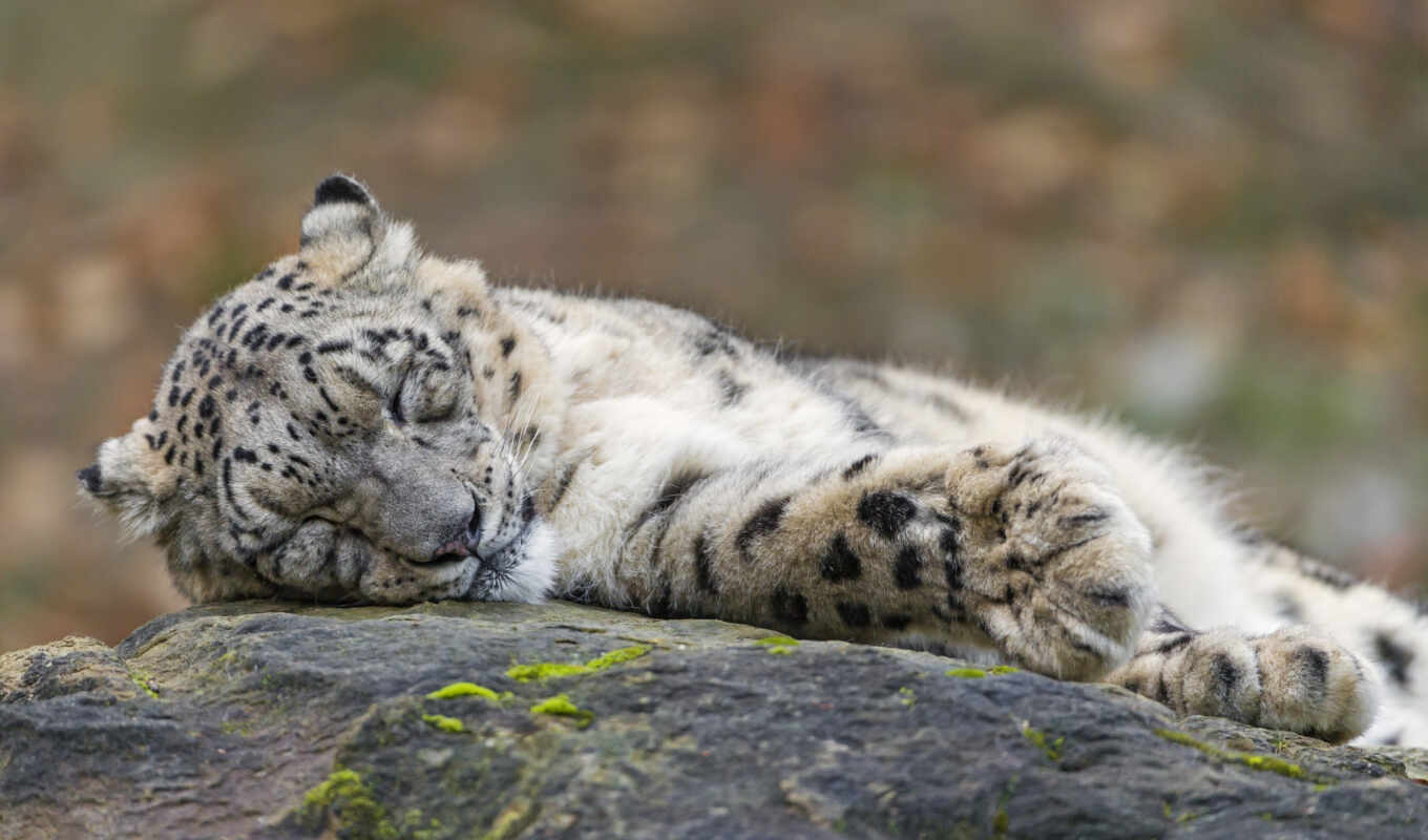 snow, cat, leopard, jaguar, sleep, tambako
