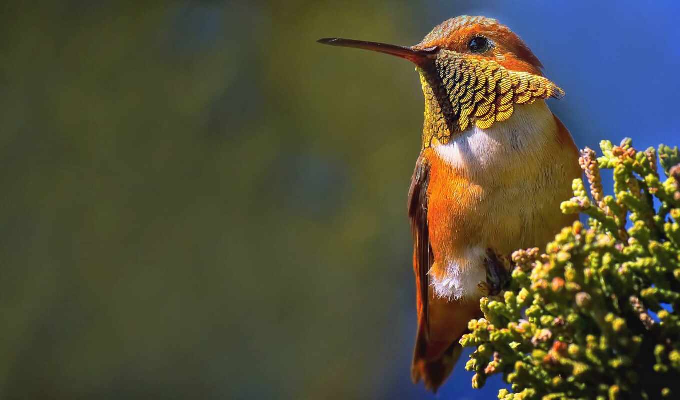 bird, rufous, hummingbirds