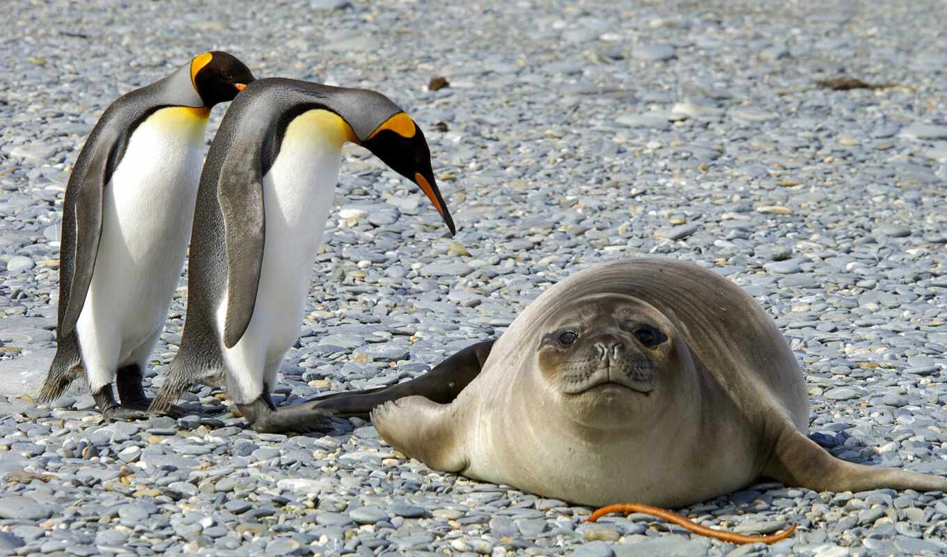 природа, птица, тюлень, animal, funny, пингвин, royal, consider, антарктида, antarktika