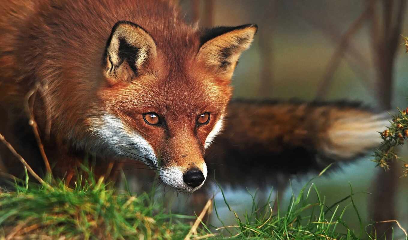 picture, fox, animal, France, funart