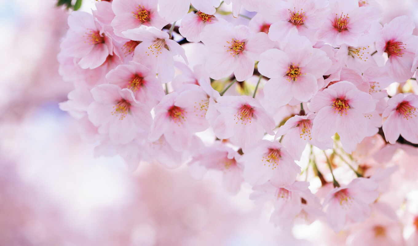 flowers, cherry, blossom, sakura, funart