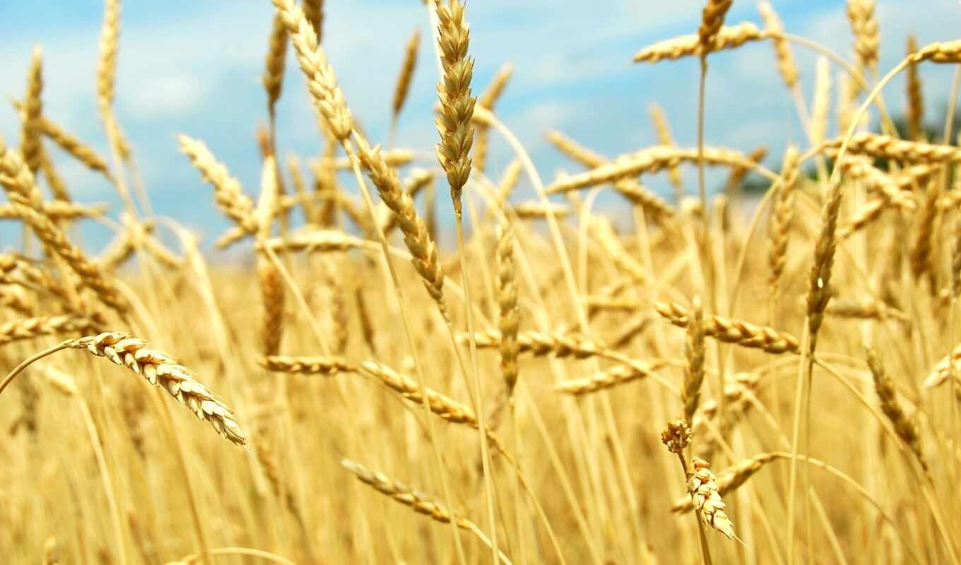 поле, пшеница, crops