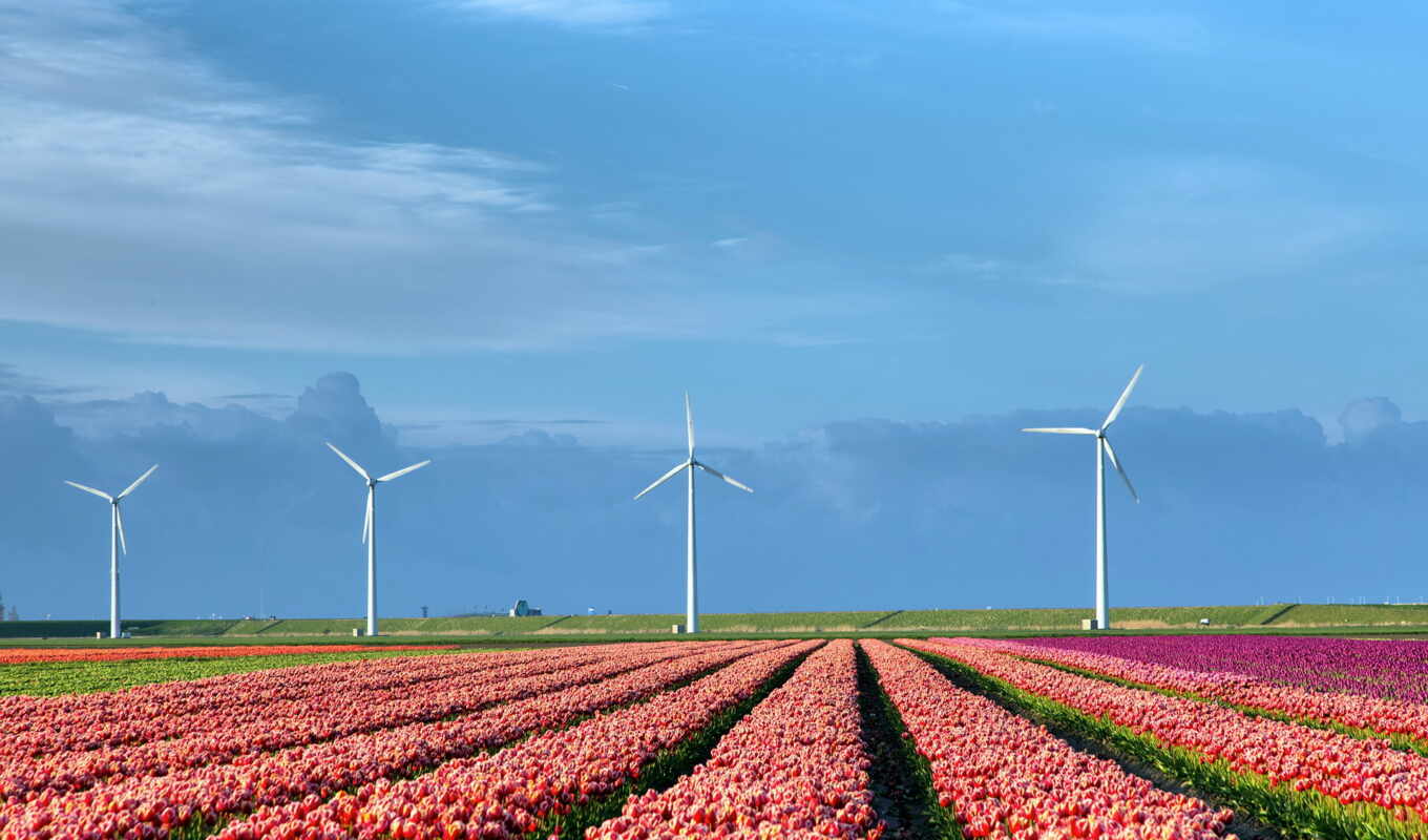 nature, field, high, tulips, mill, tulips, holland, cloud