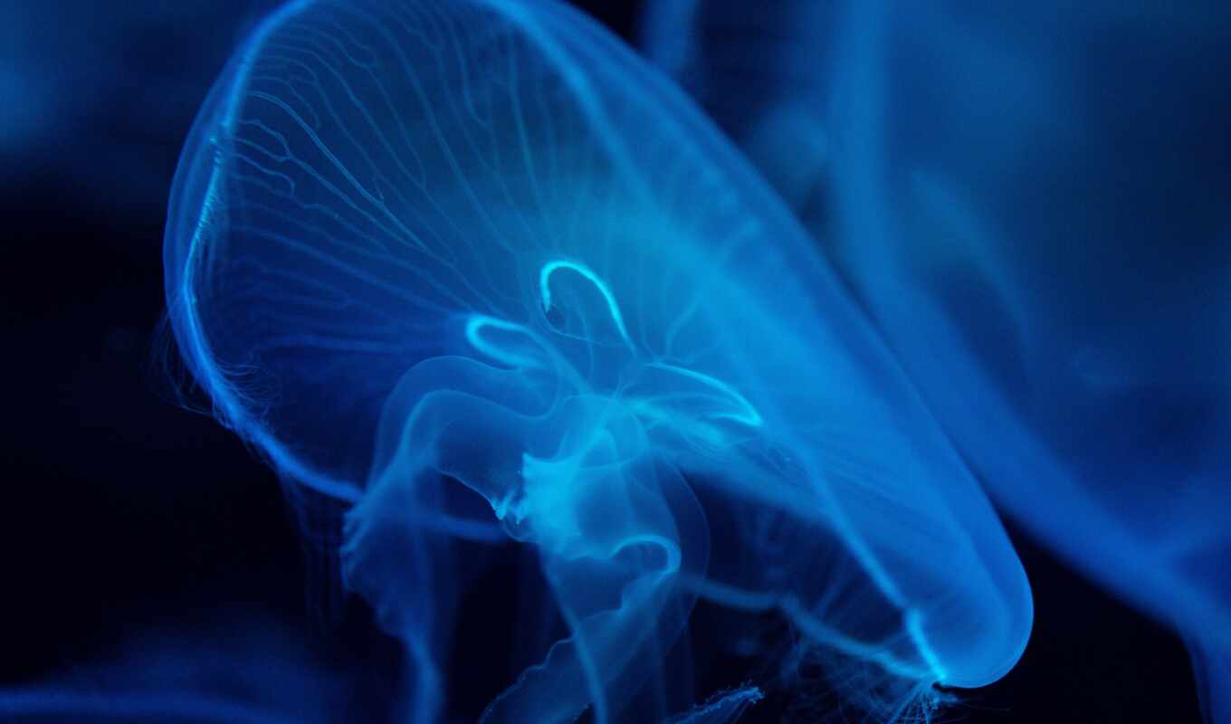 фото, blue, море, рисованный, jellyfish, underwater, curate, wickline