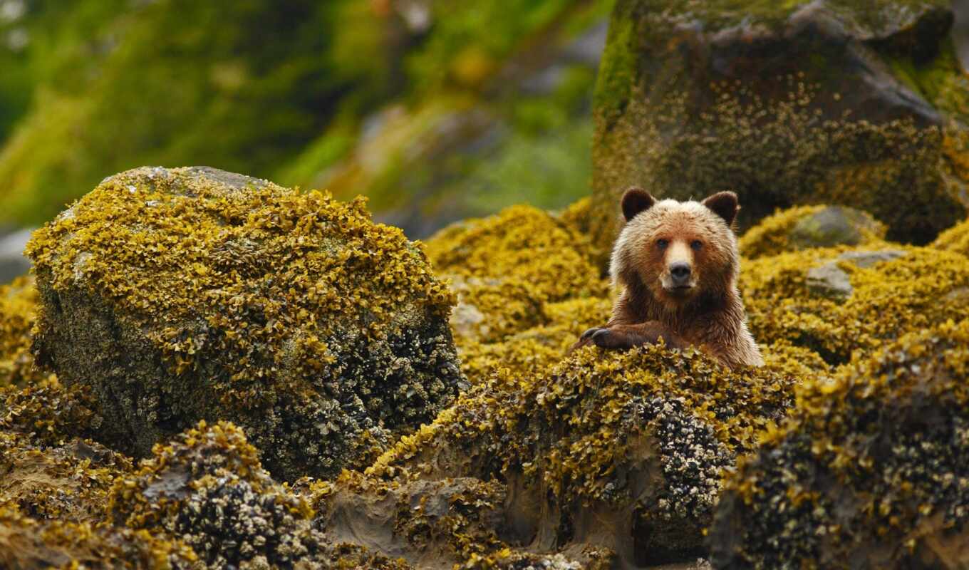 great, british, медведь, columbia, rainforest, grizzly