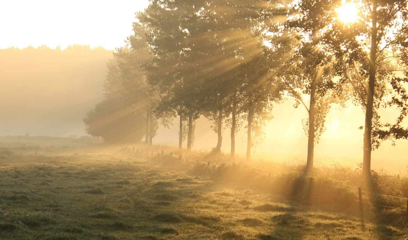 sun, light, tree, field, morning, through, combat