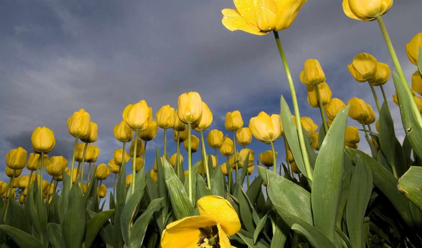 yellow, tulip, because