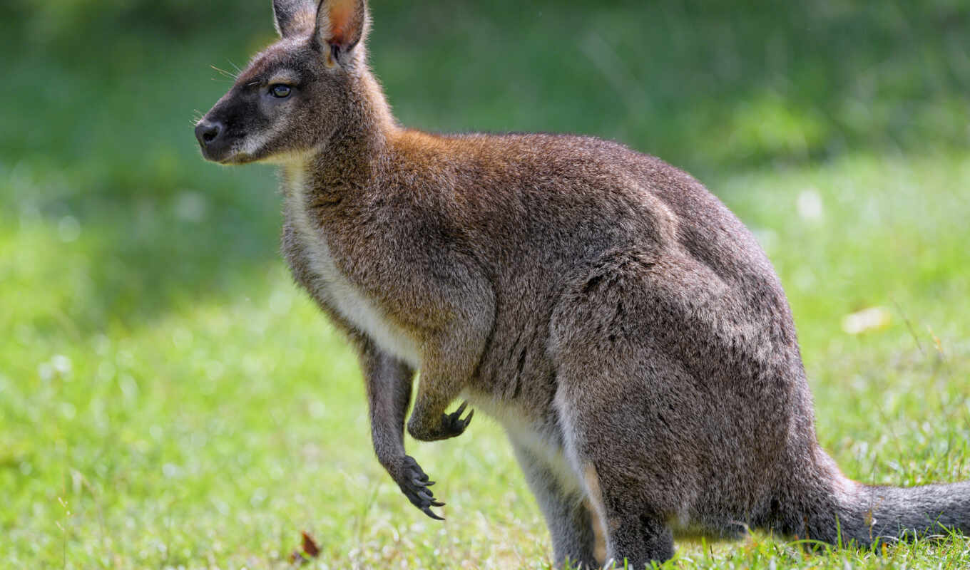 profile, animal, kangaroo