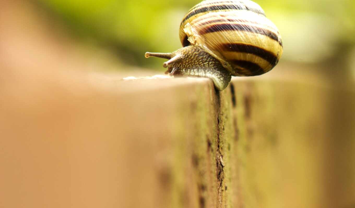background, nature, macro, snail