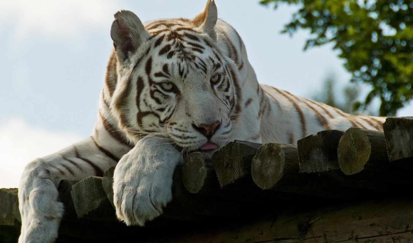 compilation, white, animals, tiger