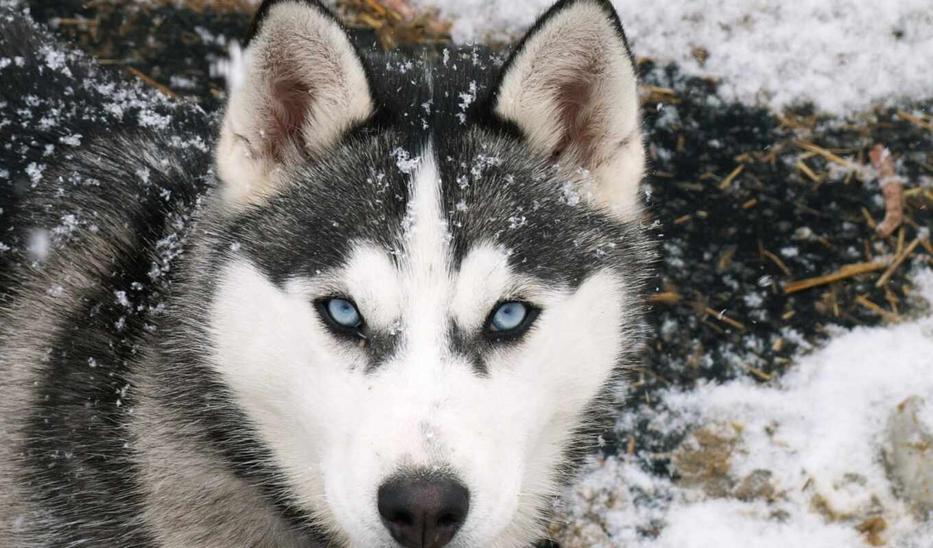 eyes, blue, so, wolf, hunting, eye, haki, siberia