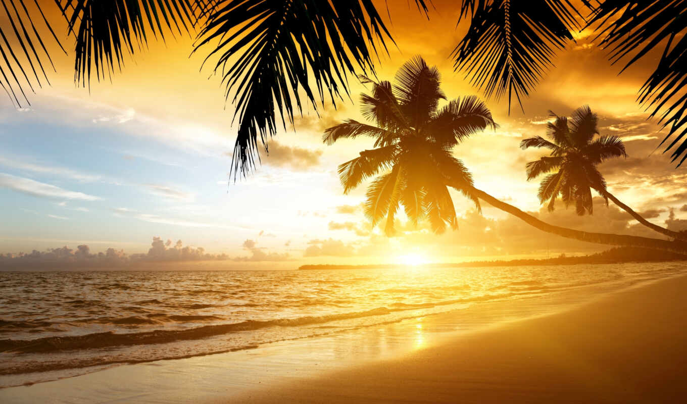 sunset, beach, sea, coast, sand, palm trees, tropicals