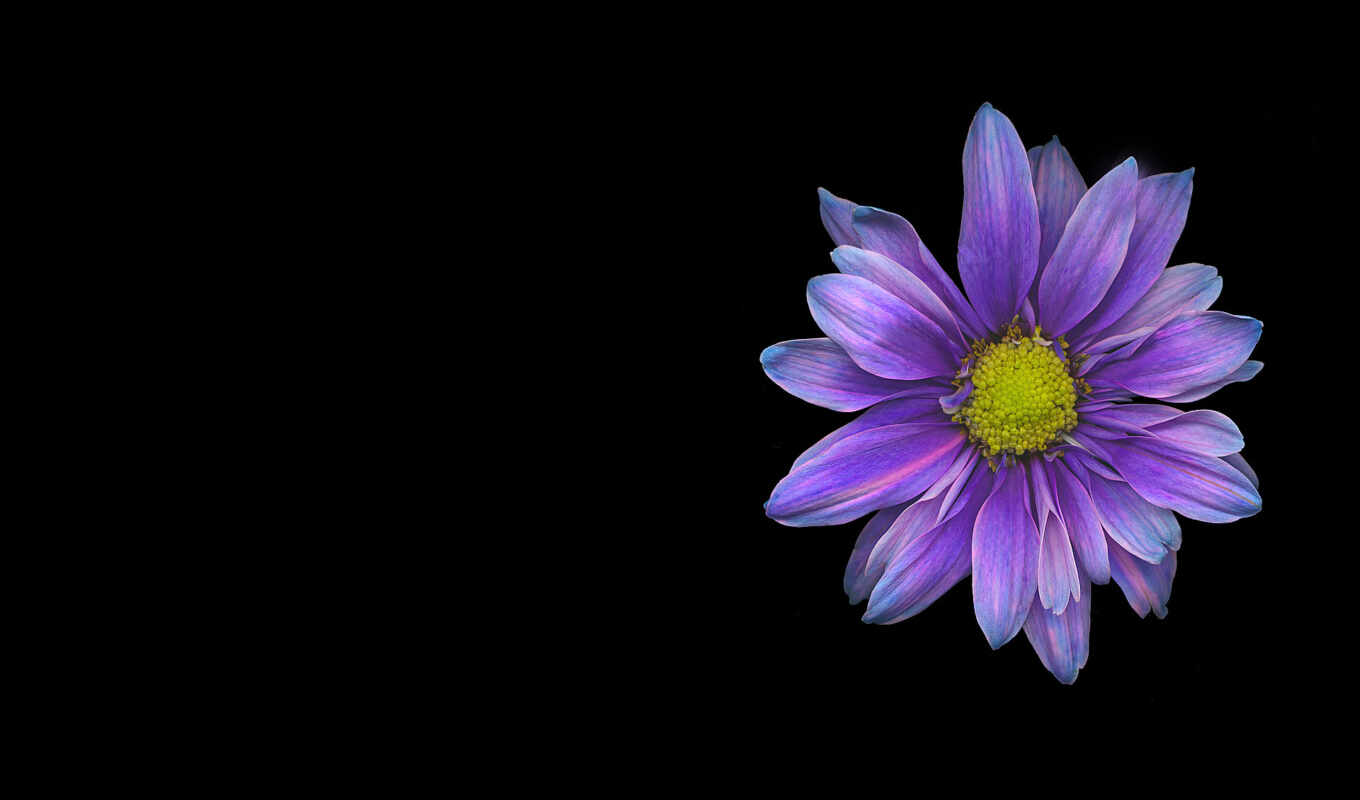 природа, desktop, black, цветы, free, фон, purple, flowers, daisy