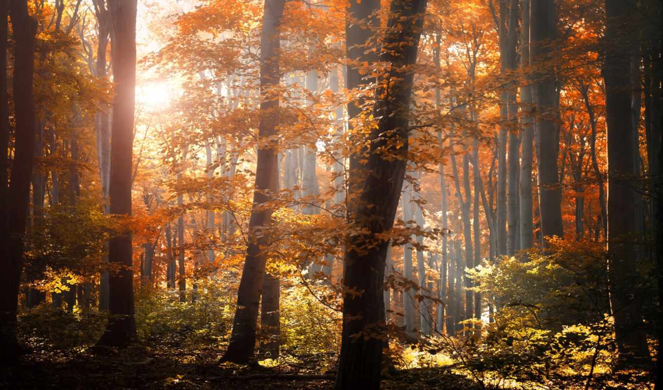 nature, sun, forest, road, autumn, forest, spring, morning, rays, autumn
