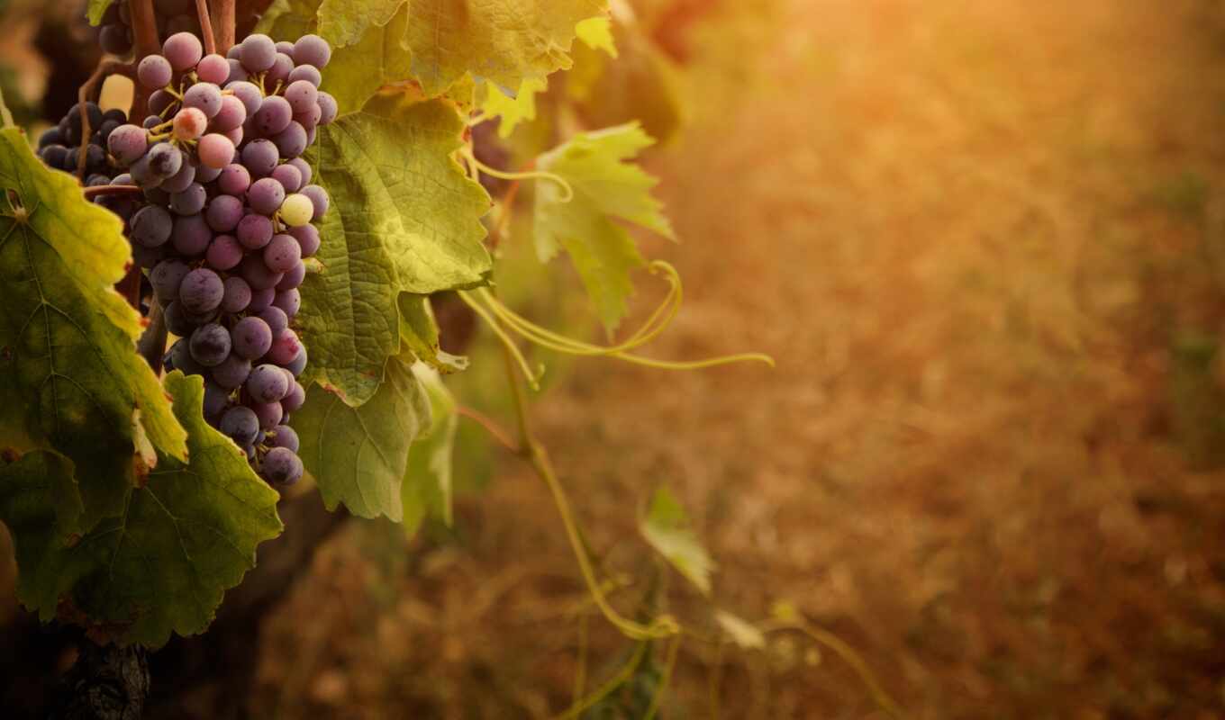 sheet, high, foliage, grape, cluster, msc, grapes