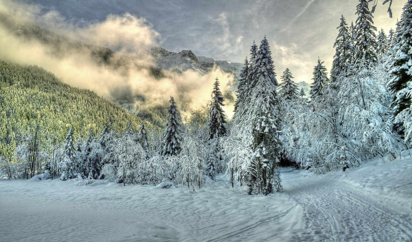 природа, картинка, снег, красивые, winter, лес, daily, trees, туман, горы