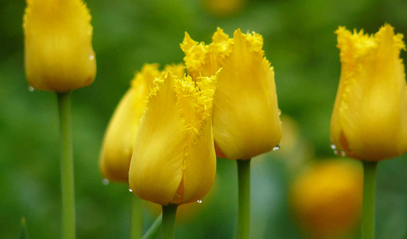 тюльпаны, желтые, waters, каплях, макро, весна, cvety, бутоны, amber, 