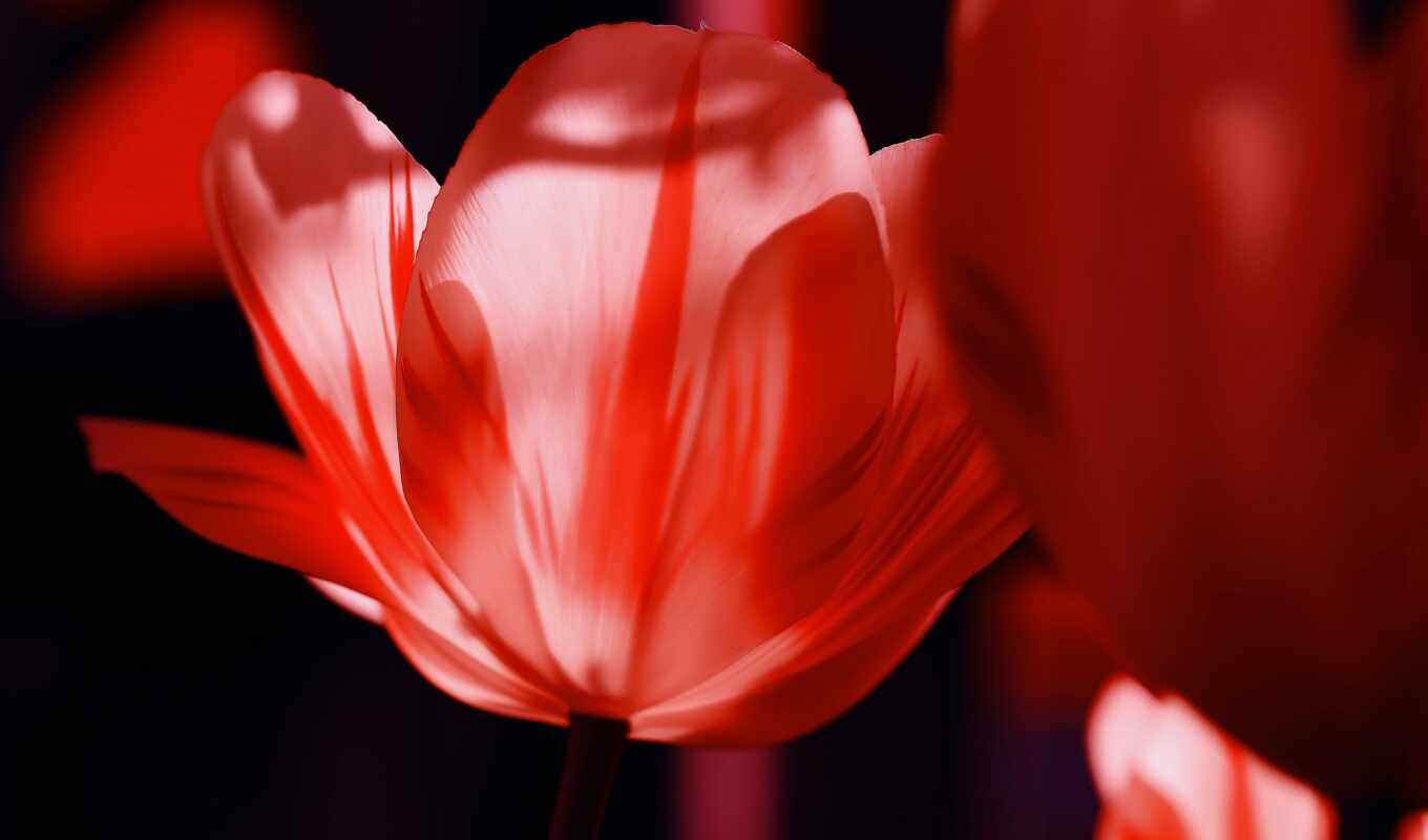 red, flower, petal, macro photography, tulip, botany, flower growing
