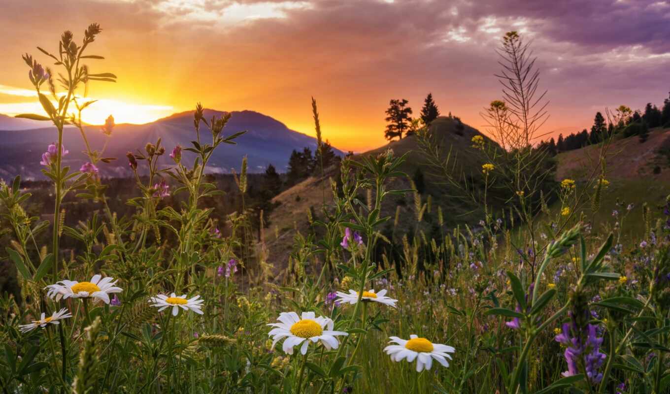nature, flowers, sunset, mountain