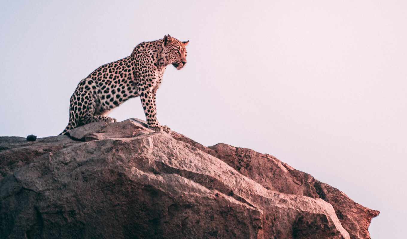 rock, leopard