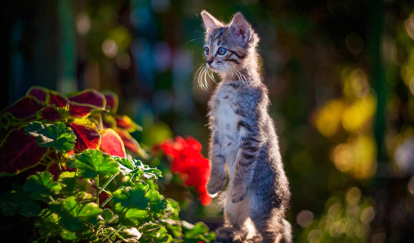 nature, cat, kitty, beautiful, curious