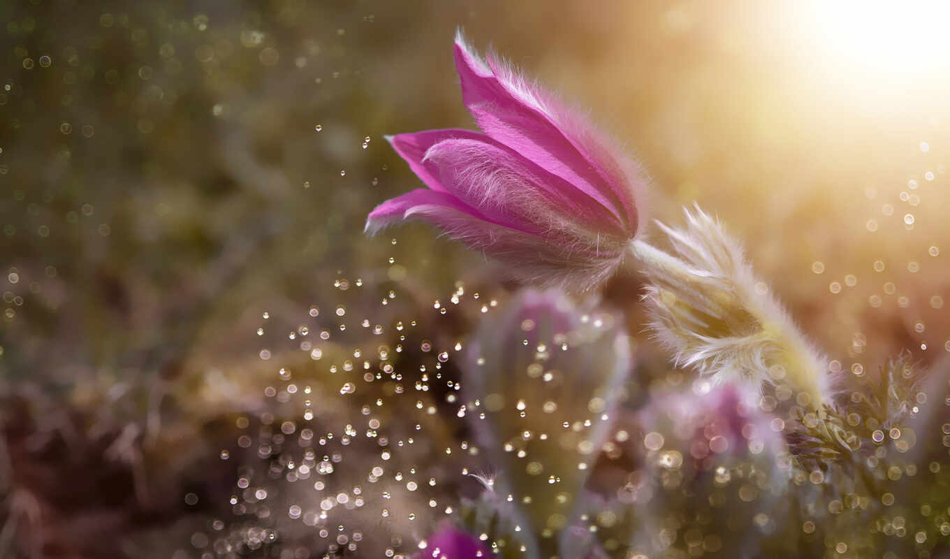 цветы, anemone