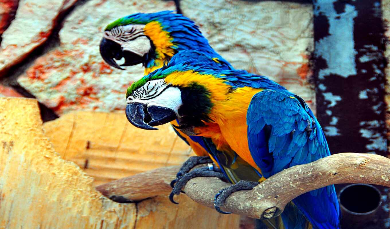 blue, yellow, macaw, sleepy, weltvogelpark, schl-refrigerator, gelbbrustara, waltz walk