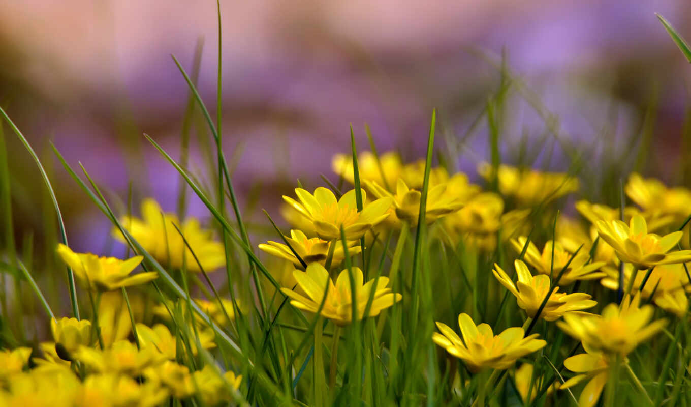flowers, grass, high, yellow