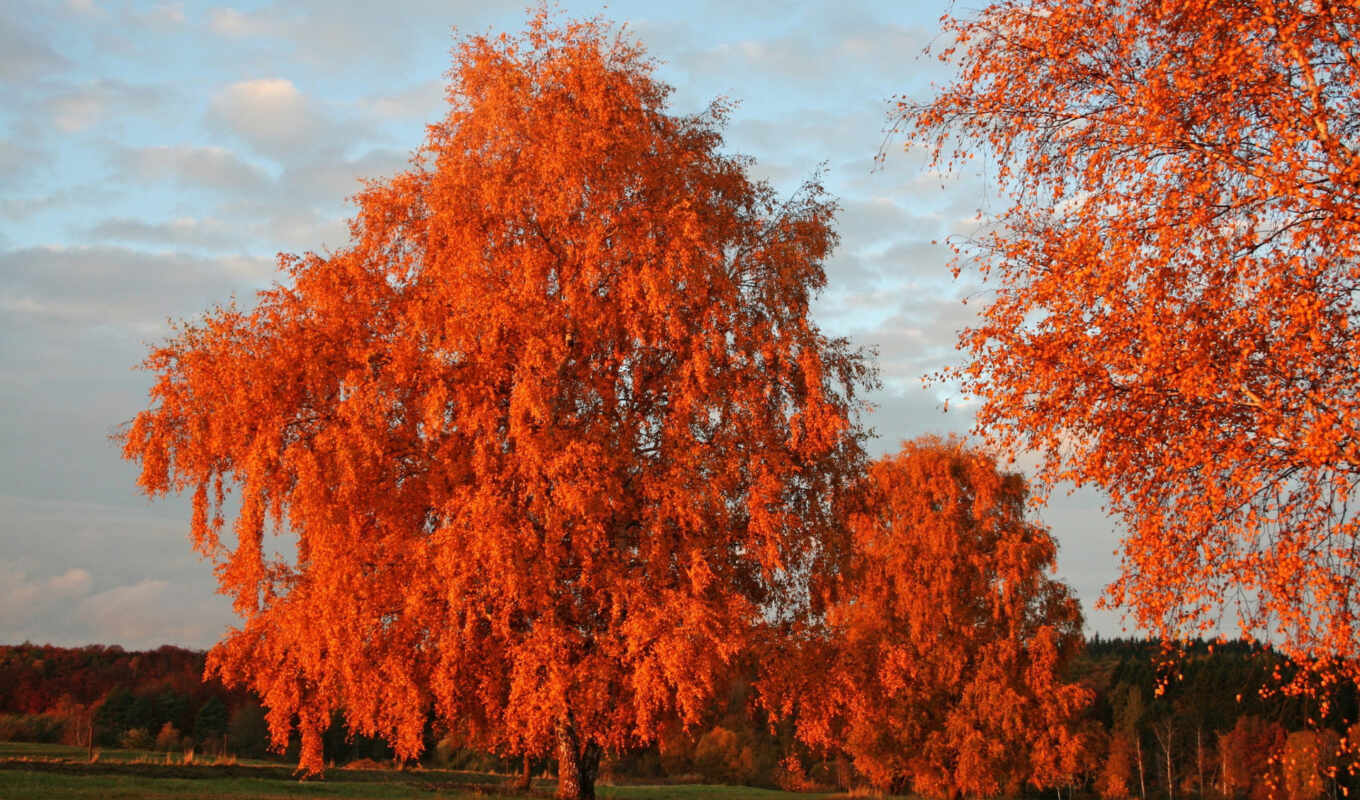 осень, листва, осенние, again, оранжевая, каждой, расцветаю, осенних, осенью