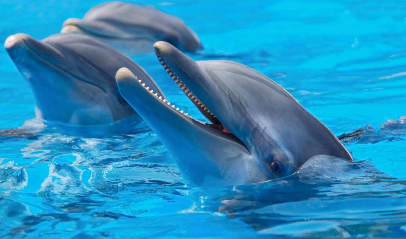 dolphins, paintings, trio, photo wallpapers, dolphins
