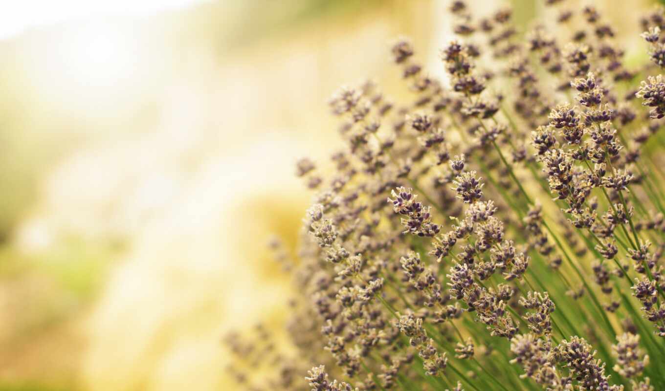 nature, category, resolution, light, field, flowers, lavender