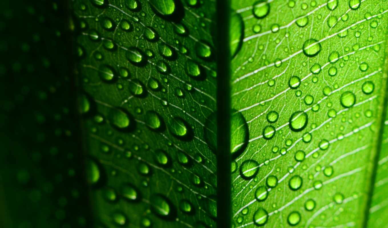 drops, macro, green, water, foliage, fullscreen, leaflet