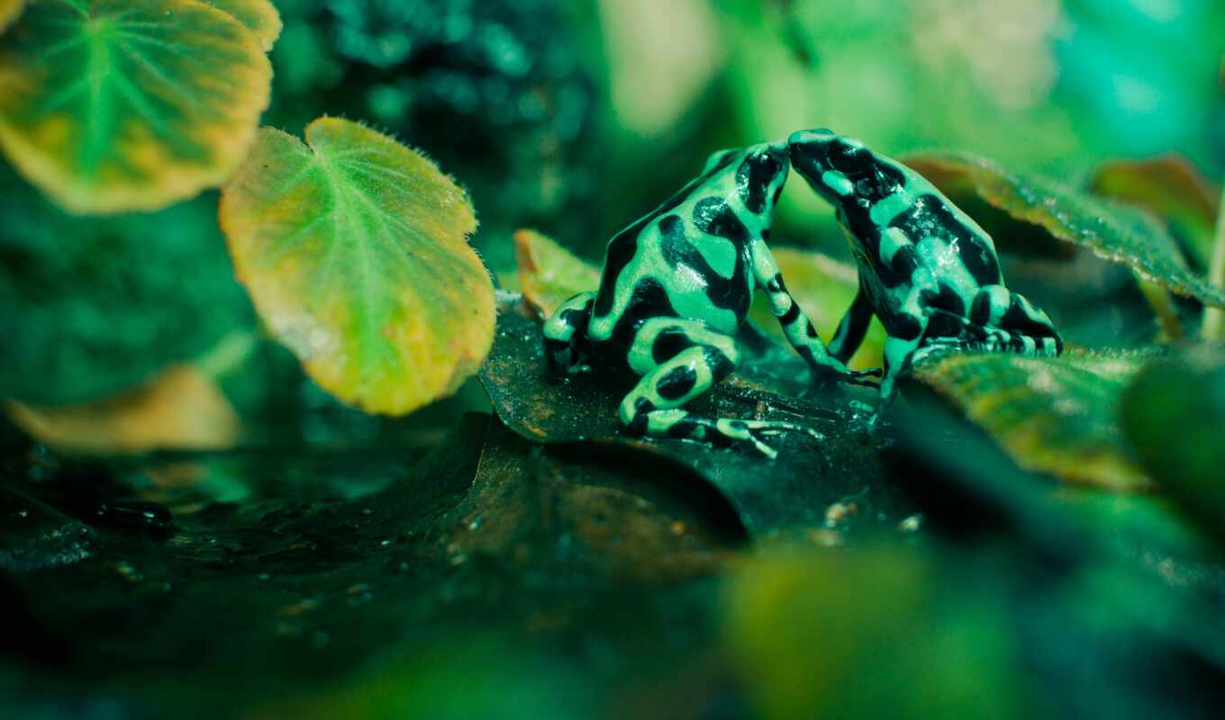 frog, foliage, green, a kiss, swamp, frogs, spotted