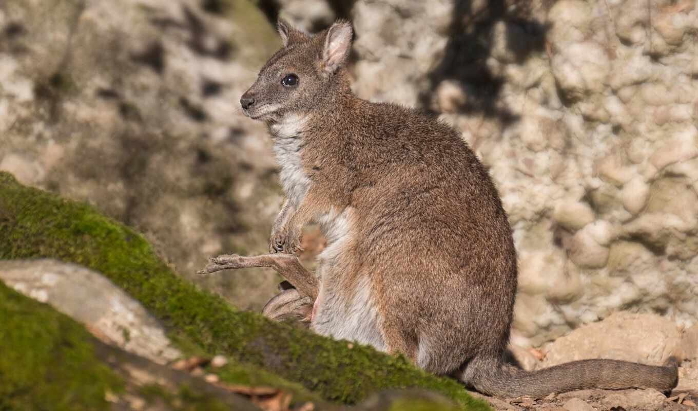 solid, wallaby