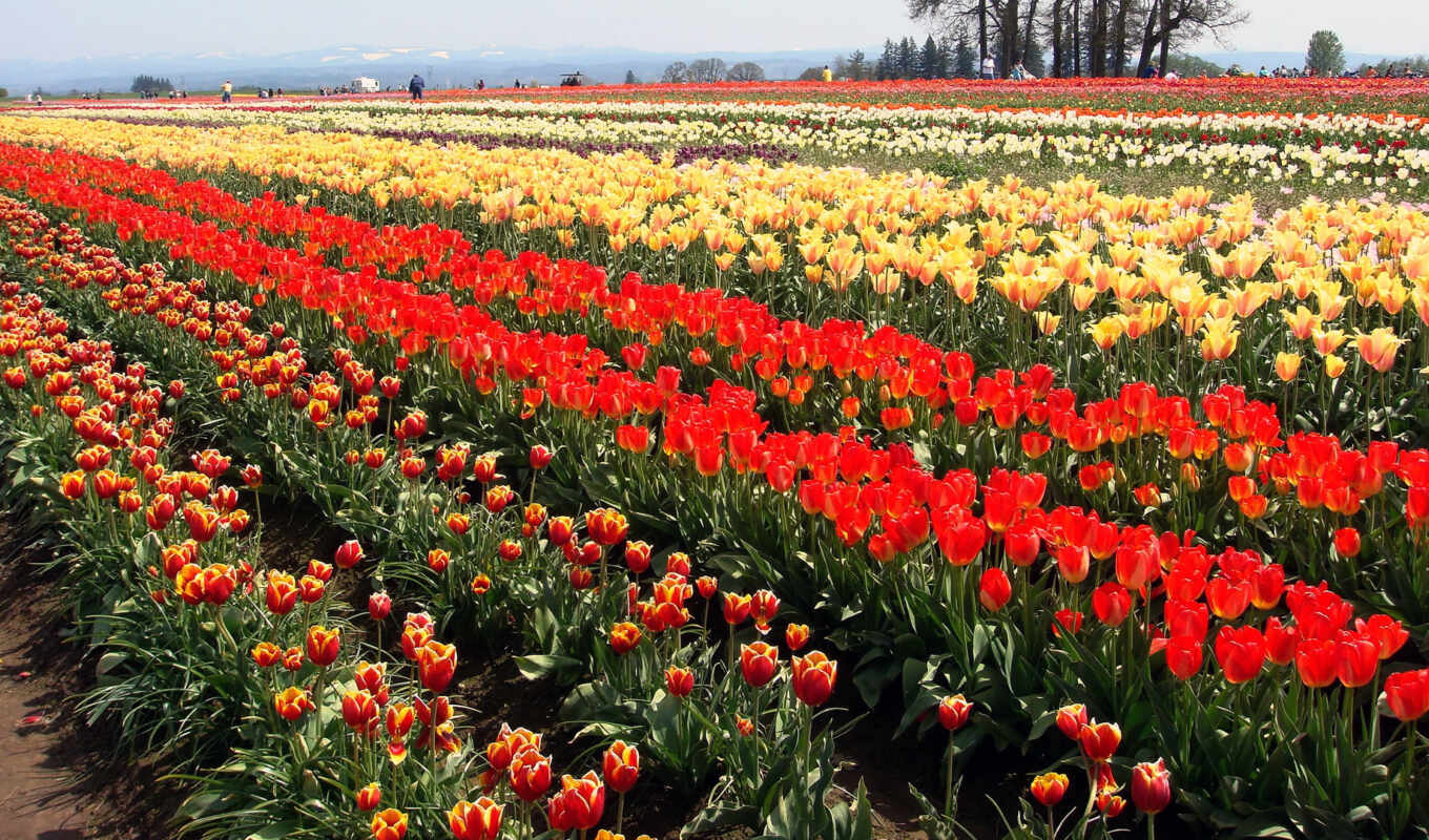 цветы, поле, весна, color, yellow, плантация, тюльпан, гуль, ассорт, t-lpan