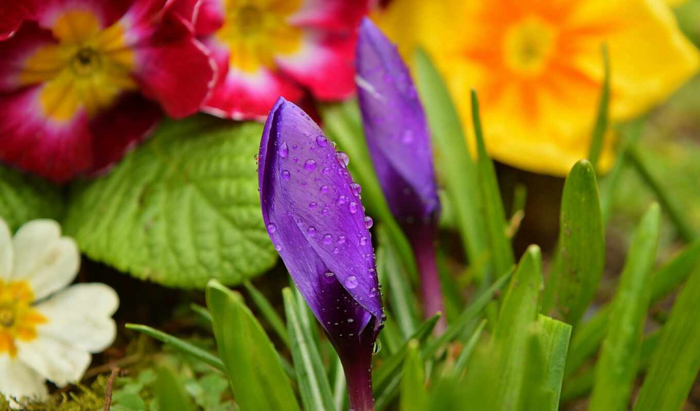 flowers, drop, picture, purple, sandbox, bud, flower, makryi, refraction