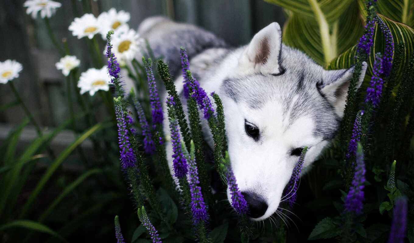 flowers, white, gray, dog, puppy, husky, small, pet, siberian