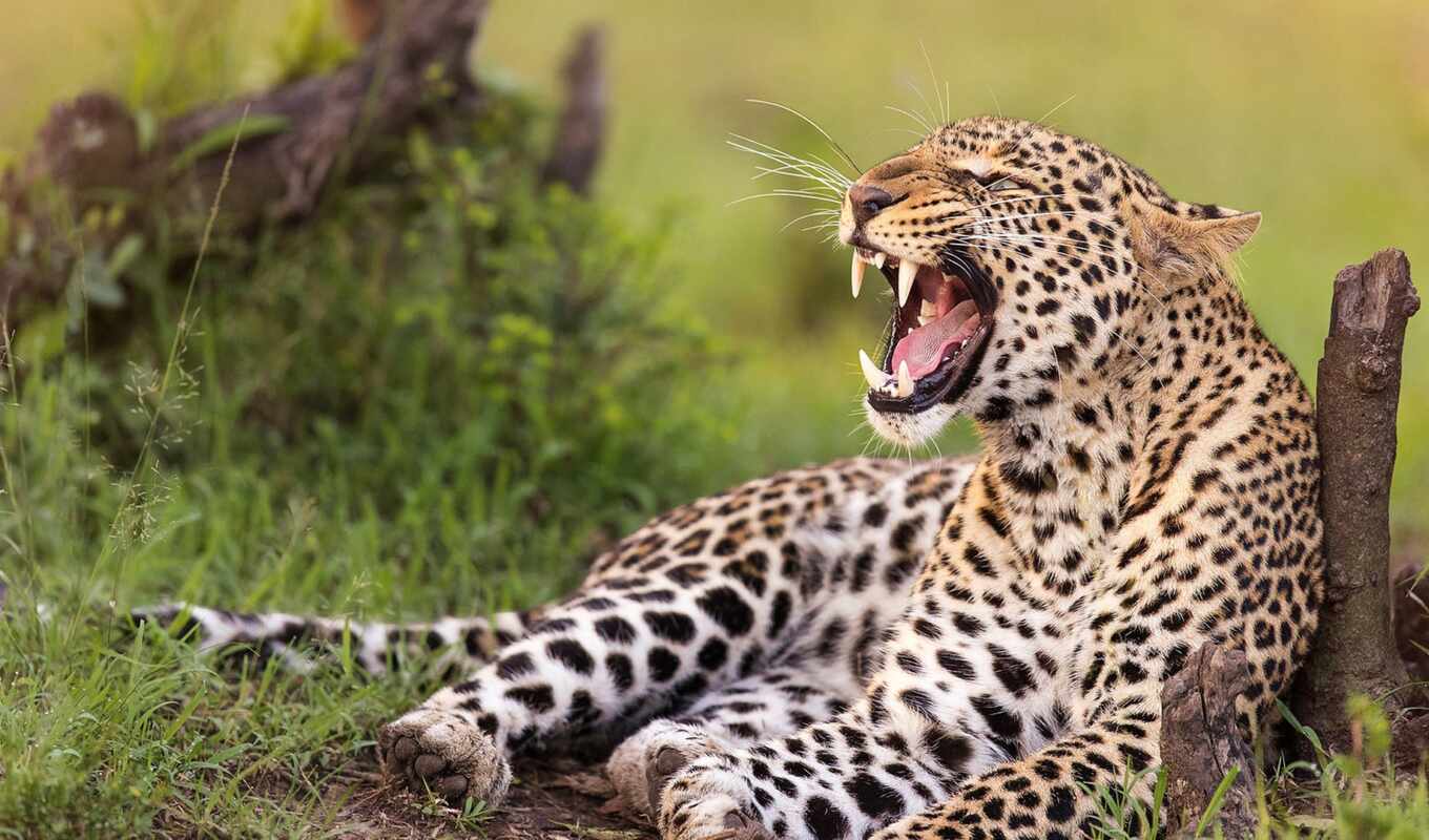 кот, браун, леопард, хищник, wild, зубы, ухмылка, african, агрессия, fang, pardus