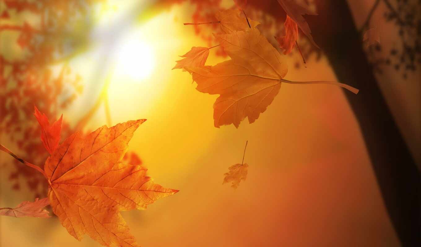 nature, sheet, tree, autumn, maple