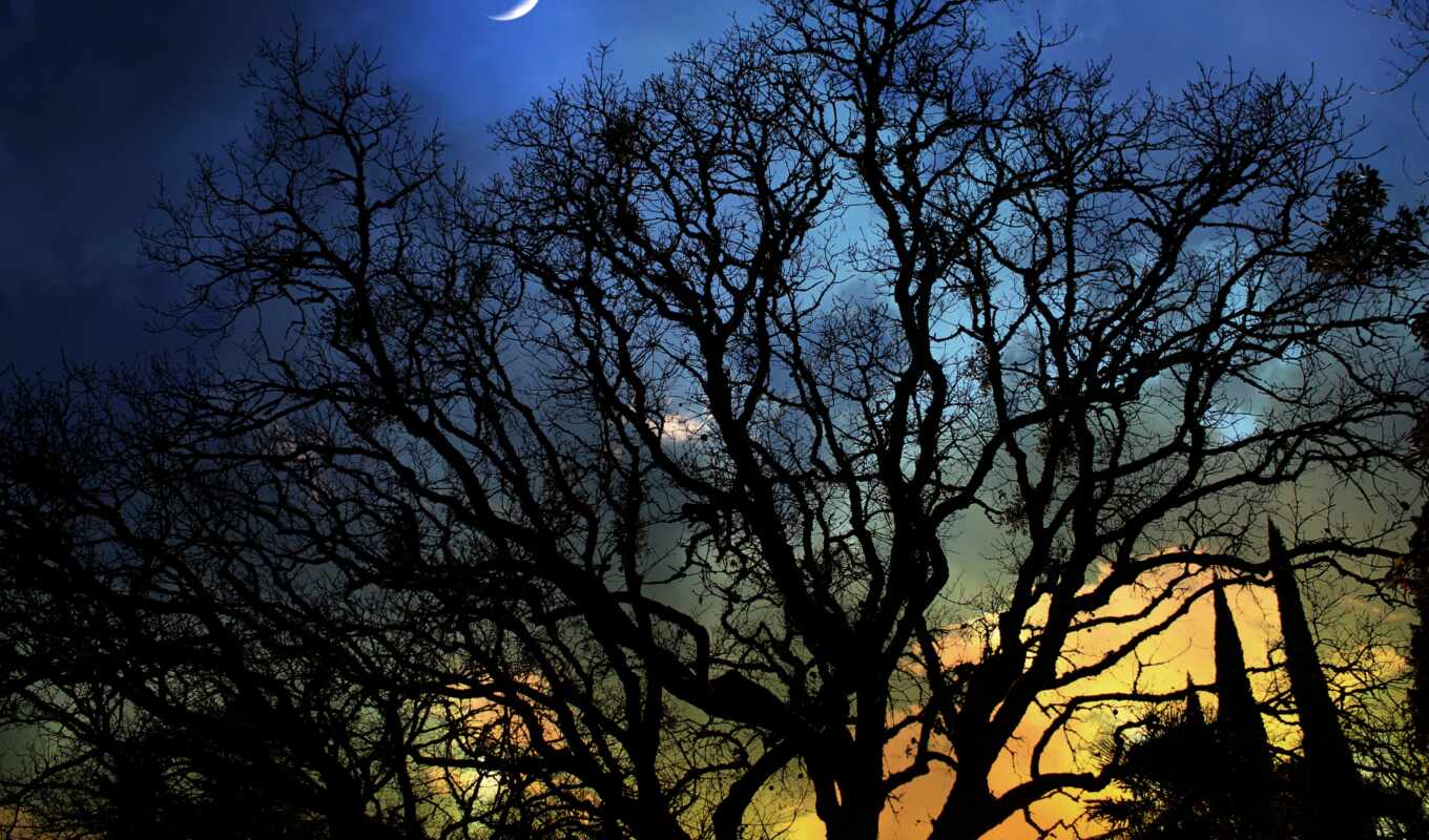 дерево, ночь, луна, oir