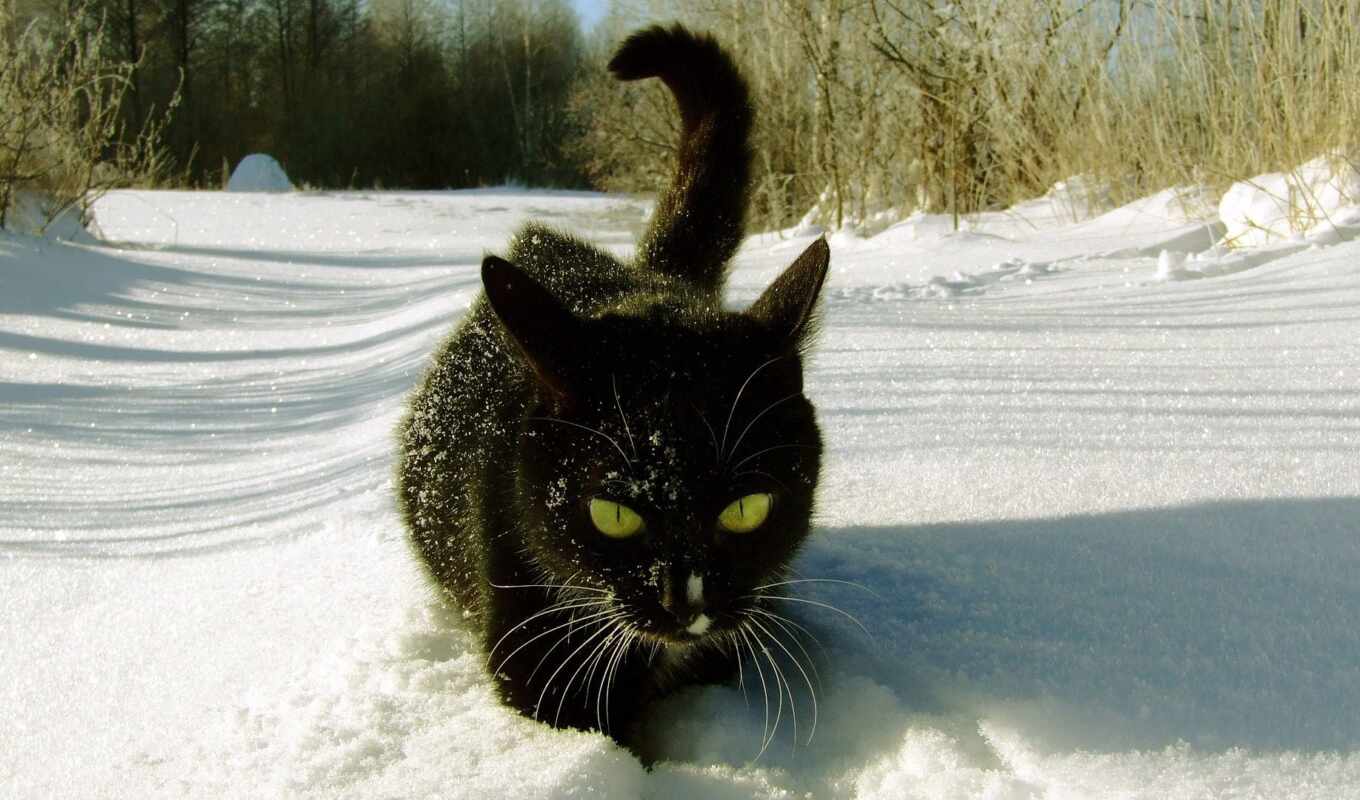 black, снег, кот