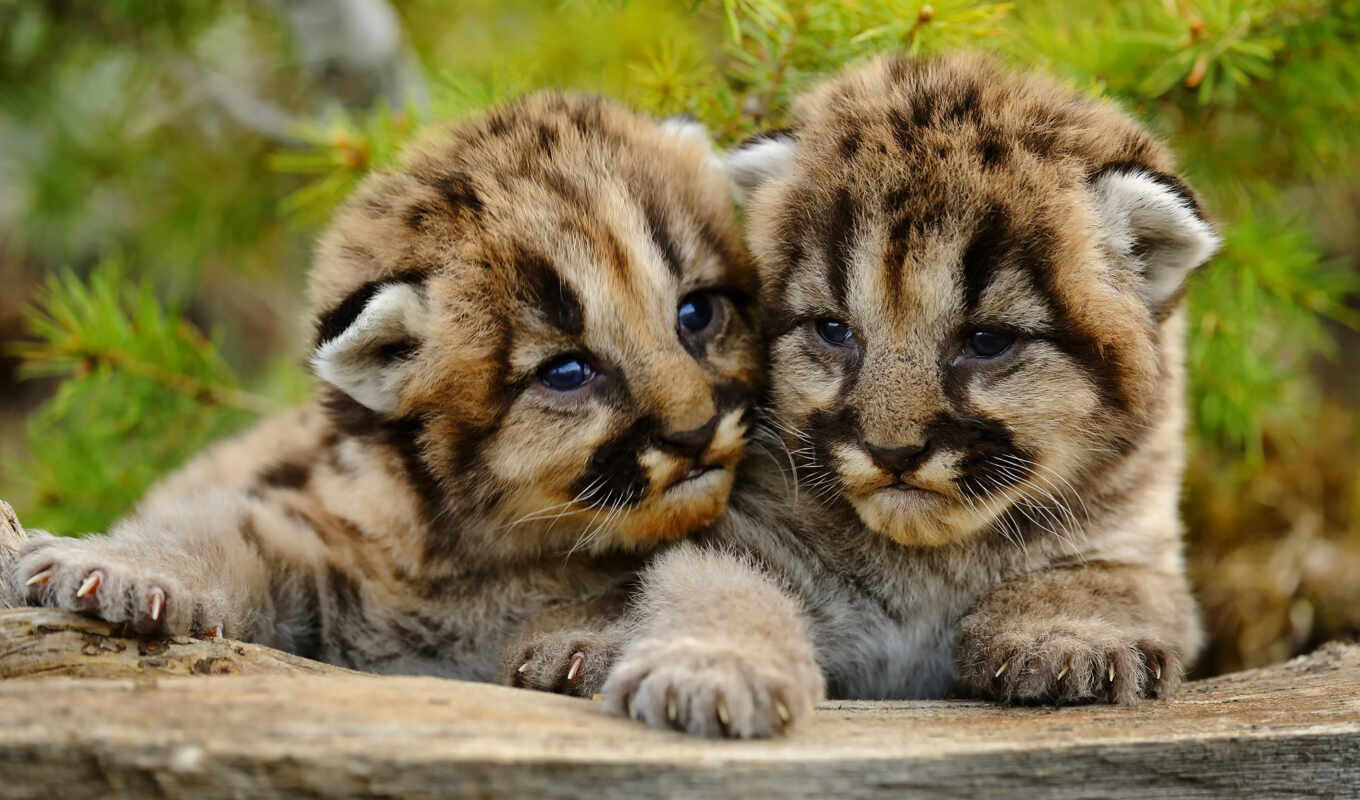 lion, mountain, kitty, animal, the cub, baby, puma, cougar