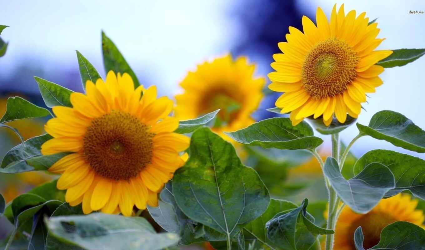 flowers, sunflower, id