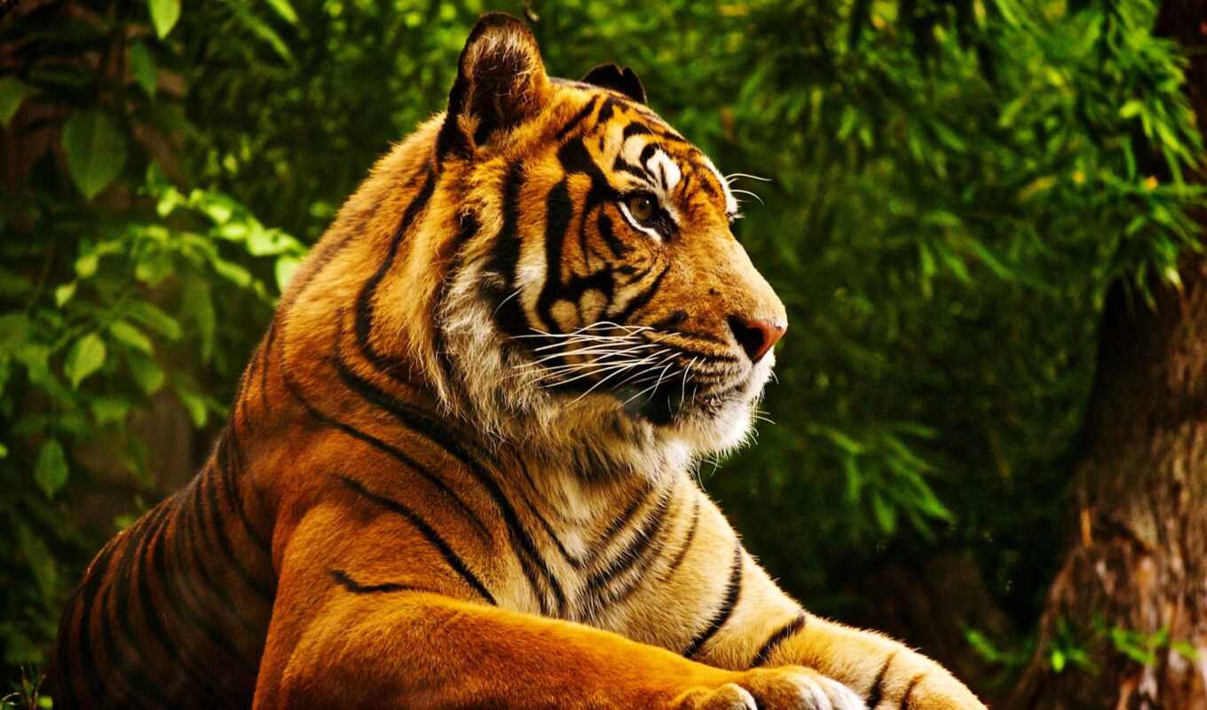 zoo, tiger, london, ultra, majestic, uhd
